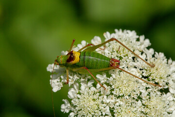A close up shot of a scenery that captures grasshopper on a flower