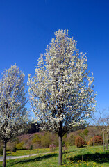 Pyrus calleryana 