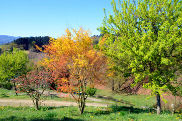 Acer buergerianum (right) and Acer palmatum 