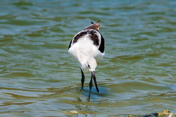American Avocet (Recurvirostra americana) in Malibu Lagoon, California, USA