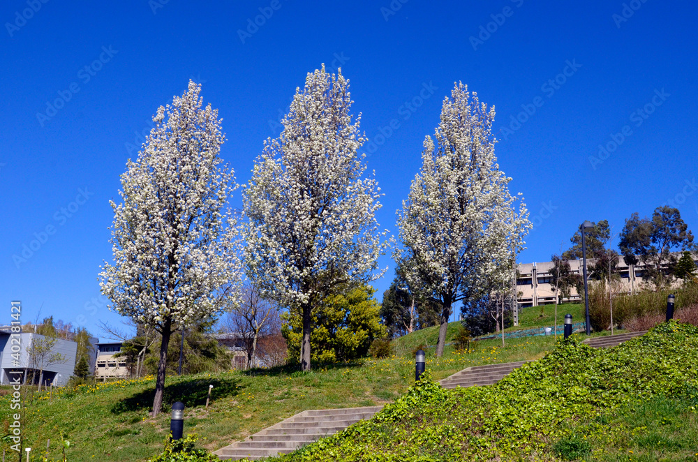 Wall mural Pyrus calleryana in flower. It is a species native to China and Vietnam