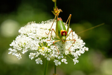 A close up shot of a scenery that captures grasshopper on a flower in front of a blurry, green background.
