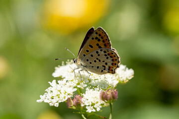 Fototapeta na wymiar Closeup, detailed photo of a brown, mottled butterfly on a white flower.