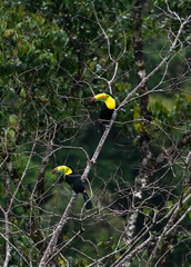 colorful toucans bird in costa rica 