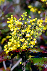 Mahonia aquifolium flowers