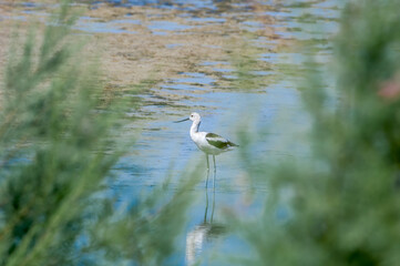 American Avocet (Recurvirostra americana) in Salton Sea area, Imperial Valley, California, USA