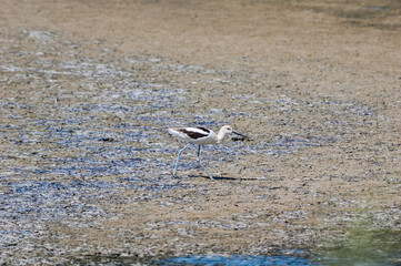 American Avocet (Recurvirostra americana) in Salton Sea area, Imperial Valley, California, USA