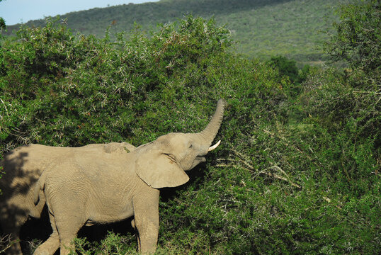 Africa- Two Young Wild Elephants Ripping Down Acacia Thorn Bushes