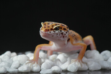 Baby leopard gecko in black background