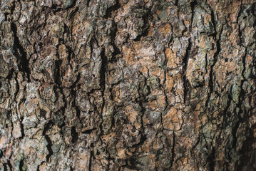bark of a tree