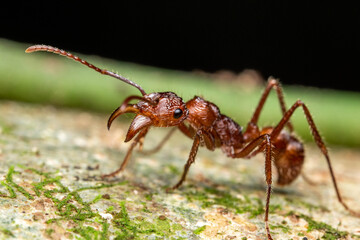 Ectatomma ants rain forest costa rica