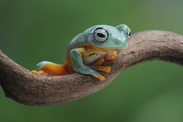 Rhacophorus reinwardtii, flying tree frog on the branch