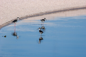 Black-necked Stilts (Himantopus mexicanus) in Salton Sea area, Imperial Valley, California, USA