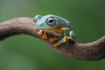 Rhacophorus reinwardtii, flying tree frog on the branch