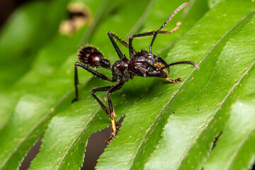 Ectatomma ants rain forest costa rica