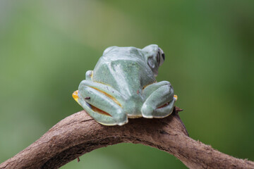 Rhacophorus reinwardtii, flying tree frog on the branch, back view