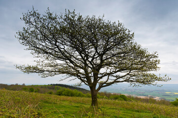 Tree on Cothelstone Hill, Quantock Hills, Somerset, England