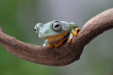 Rhacophorus reinwardtii, flying tree frog on the branch