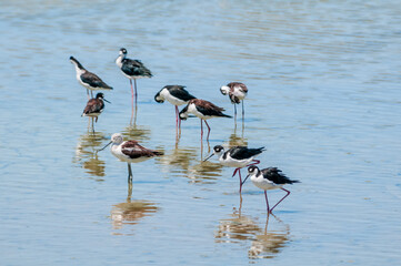 Black-necked Stilts (Himantopus mexicanus) in Salton Sea area, Imperial Valley, California, USA