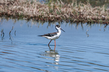Black-necked Stilt (Himantopus mexicanus) in Devereux Slough, California, USA