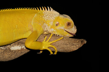 iguana albino on the branch