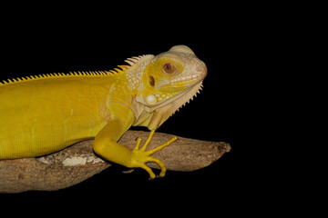 Iguana albino on the branch