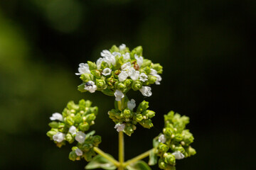 Close up photo of Shepherd's Purse also known as Capsella bursa-pastoris in front of a green background. This flower belongs to Brassicaceae family and it is native to the Mediterranean region. 