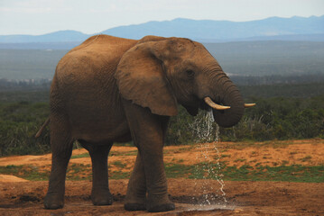 Naklejka na ściany i meble Africa- Close Up of a Wild Adult Elephant Drinking and Splashing Water