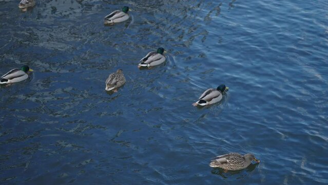 Group Of Mallard Ducks Swimming In A Winter Lake - high angle, slow motion