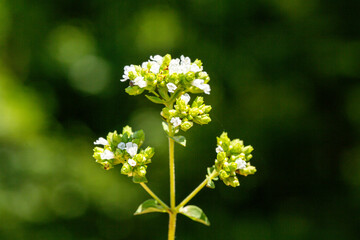 Close up photo of Shepherd's Purse also known as Capsella bursa-pastoris in front of a green background. This flower belongs to Brassicaceae family and it is native to the Mediterranean region. 