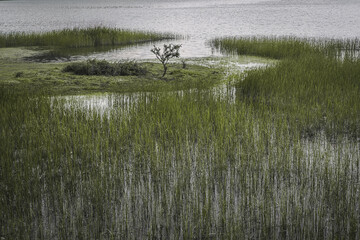 Plantation and a lonely tree in lake Doxa, in Greece