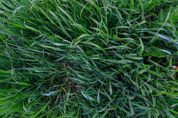Naklejka na ściany i meble green dense grass, after rain