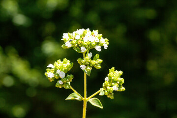 Close up photo of Shepherd's Purse also known as Capsella bursa-pastoris in front of a green background. This flower belongs to Brassicaceae family and it is native to the Mediterranean region. 