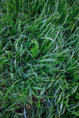 green dense grass, after rain