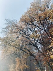 Obraz na płótnie Canvas Herbst Bäume