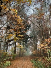 Wald Herbst