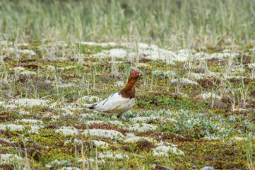 Molting cock of Willow Ptarmigan (Lagopus lagopus) in Barents Sea coastal area, Russia