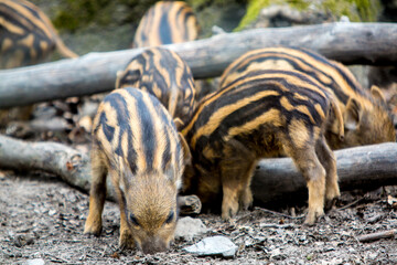 Wildschwein