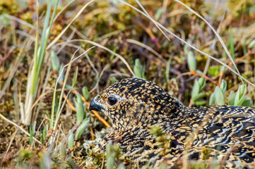 Willow Ptarmigan (Lagopus lagopus) hen at nest in Barents Sea coastal area, Russia