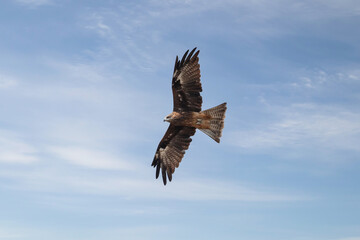 Birds of prey flying vulture blue sky. hawk flying in the sky
