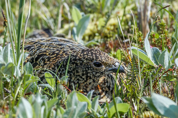 Willow Ptarmigan (Lagopus lagopus) hen at nest in Barents Sea coastal area, Russia