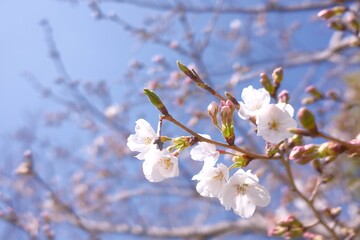 桜05