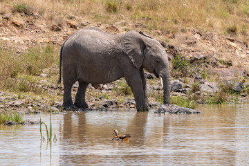 Fototapeta premium african elephant drinking at a water hole