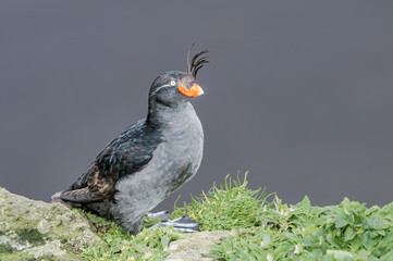Crested Auklet (Aethia cristatella) at St. George Island, Pribilof Islands, Alaska, USA