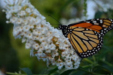 Butterfly on Lilac