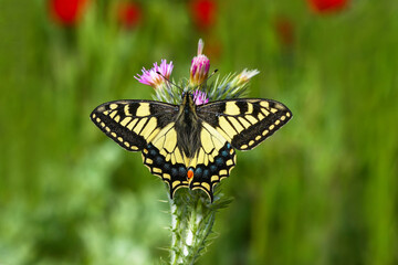 Fototapeta na wymiar Swallowtail butterfly / Papilio machaon