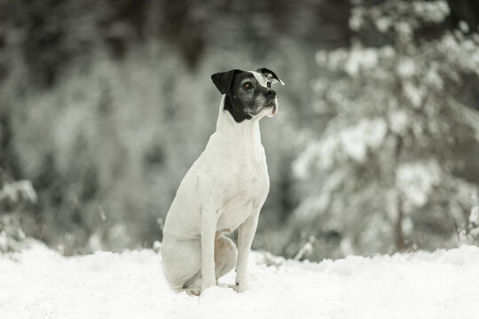 Mischling im Schnee