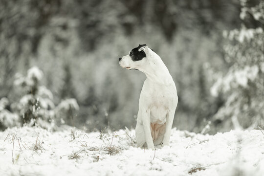 Mischling im Schnee
