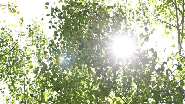 View Looking Into Sun Through Leaves Of Aspen Trees
