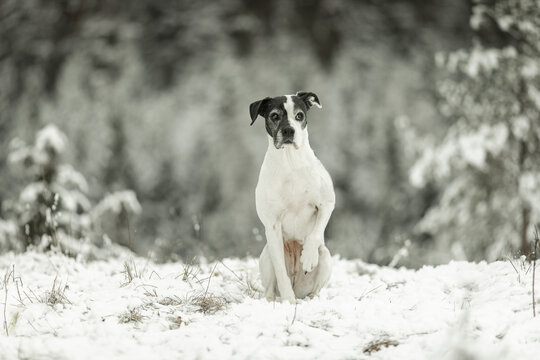 Mischling im Schnee